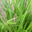 Carex nigra 'Variegata'.png